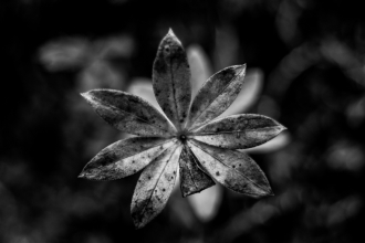 dsc_9781-2